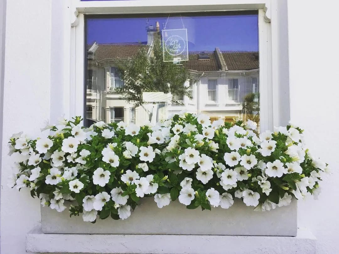 window box flower ideas with choose white flowers for a clean look