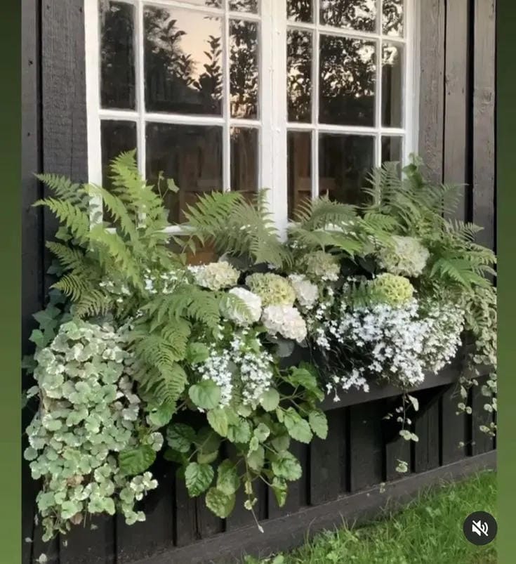 window box flower ideas with keep a black box leafy and green