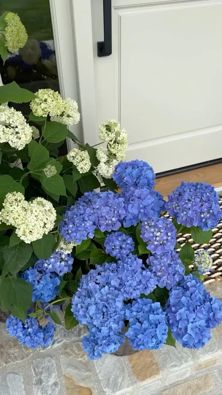 shade summer porch planter ideas