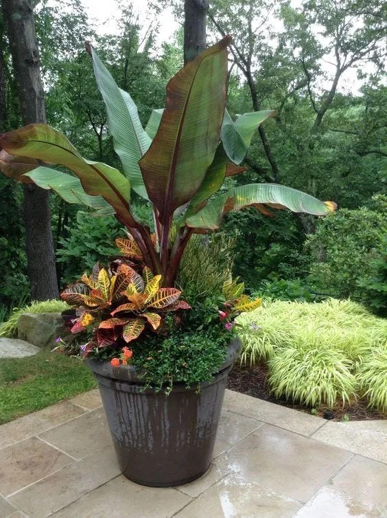 tall outdoor planter ideas with choose bold tropical foliage