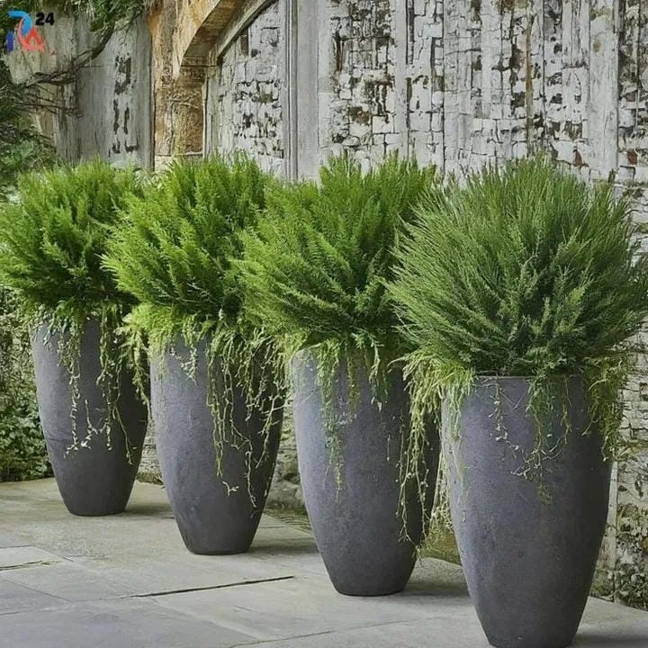 tall outdoor planter ideas with repeat ferns in tall gray pots