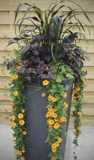 tall outdoor planter ideas with let yellow flowers trail down
