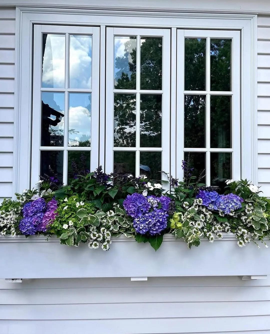 window box flower ideas with pair blue shutters with purple hydrangeas